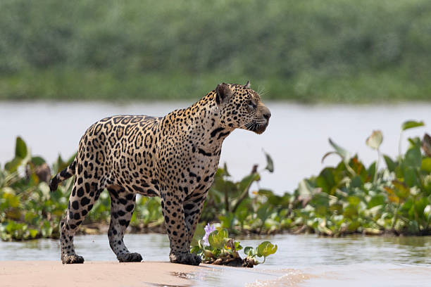 A jaguar is seen in the Pantanal, the world's largest wetland, in Pocone, Mato Grosso state, Brazil, September 28, 2023