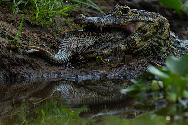 A yacare caiman eats a fish at the Pantanal, the largest wetland in the world, in Pocone, Mato Grosso, Brazil, September 25, 2023