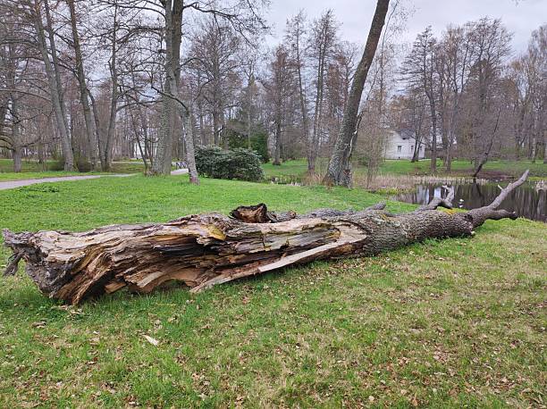 istock Fallen tree in the park, broken trunk, public park 2213065178