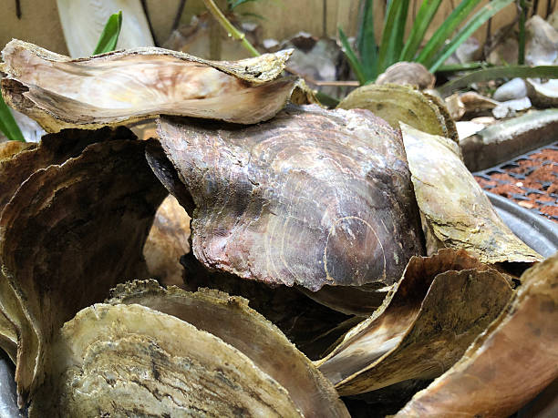 istock Placuna saddle oysters, commonly known as windowpane oysters or capiz oysters, are popular decorative elements in gardens. 2213066310