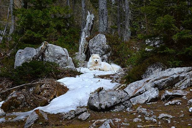 istock Samoyed dog laying on the snow 2213066515