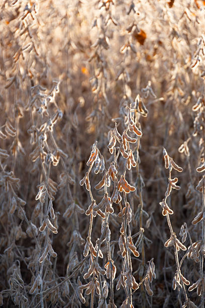 istock Ripe soybean in Brazil 2213067988