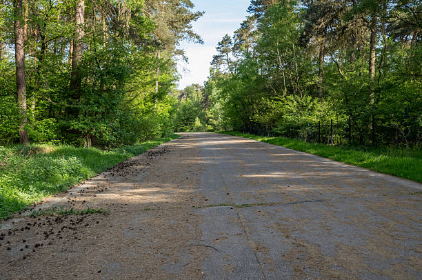Empty paved road covered with pine cones through green forest in spring