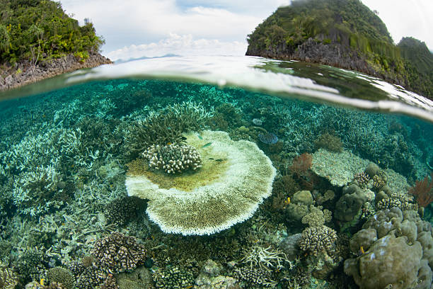 istock Corals Begin to Bleach in the Indo-Pacific 2213069006