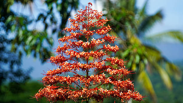 Pagoda Flower,Clerodendrum paniculatum, in Tropical Garden