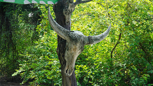 Buffalo Skull Hanging on Tree in Tropical Forest