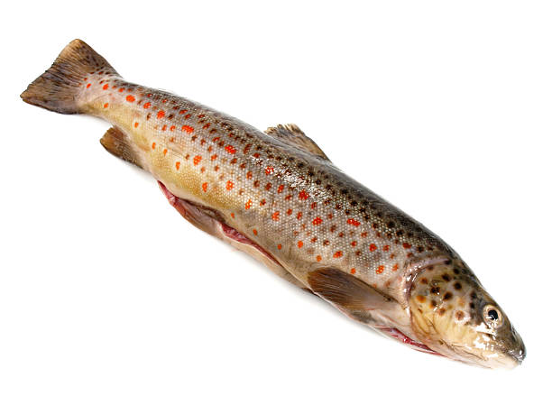istock Fresh Fish - Rainbow Trout on white Background 2213072681