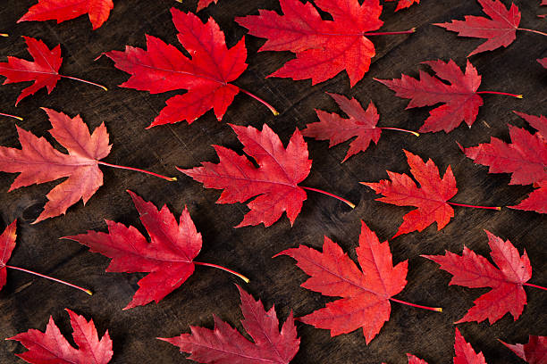 istock Red maple leaves on black autumn background. 2213072769