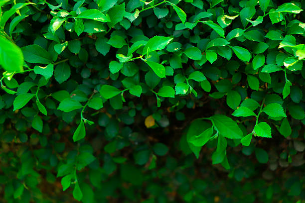 Green leaves wall background. Green leaf texture, Natural background and wallpaper.
