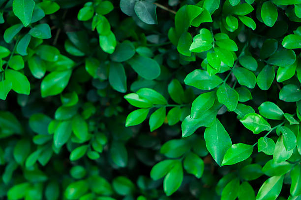 Green leaves wall background. Green leaf texture, Natural background and wallpaper.