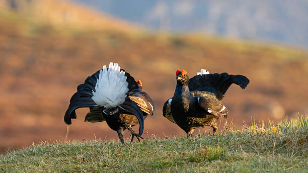 Two male Black Grouse (Tetrao tetrix) on a Lek in Scotland