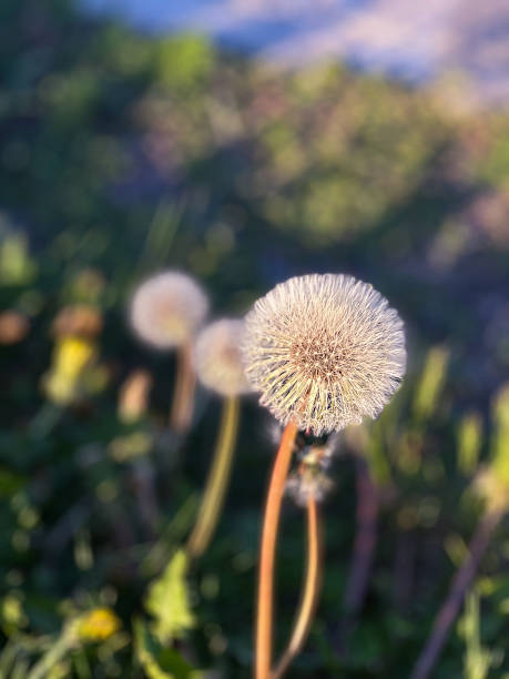 Dandelion Wish Weed in Soft Focus
