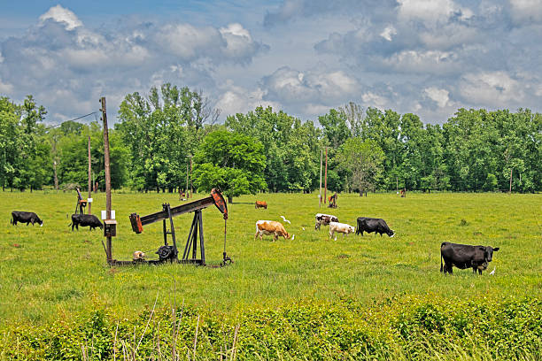 Cattle Grazing in Pasture with Petroleum Pump Jacks