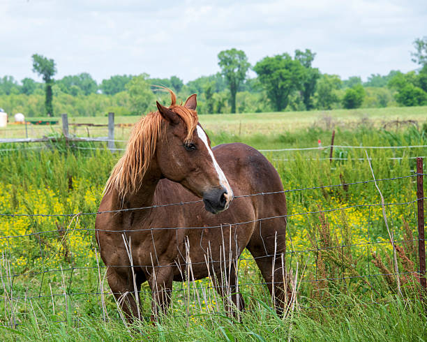 istock Brown Horse Standing Behind Barbed Wire Fence 2213077579
