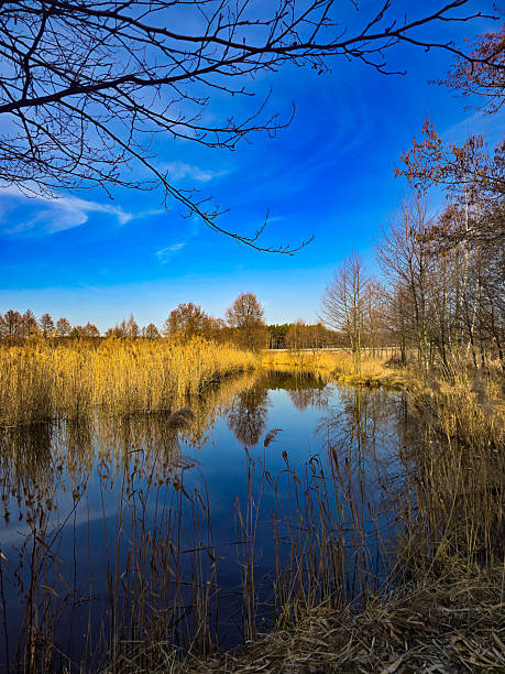 istock Tranquil Lake Landscape with Golden Reeds and Deep Blue Sky 2213079968