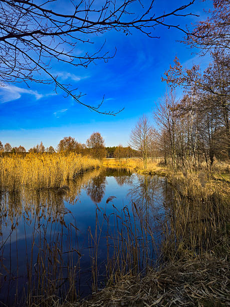 istock Tranquil Lake Landscape with Golden Reeds and Deep Blue Sky 2213080056