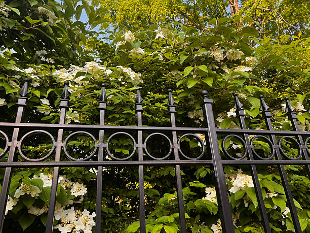 Flowering shrub above fence - Japanese Snowball Plant(Viburnum Plicatum)