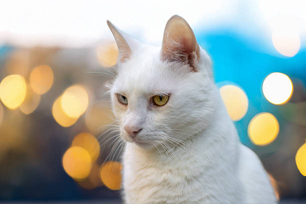 A white folding pet door is installed on a balcony door. Next to the pet door, a white cat peeks out through a mosquito net.