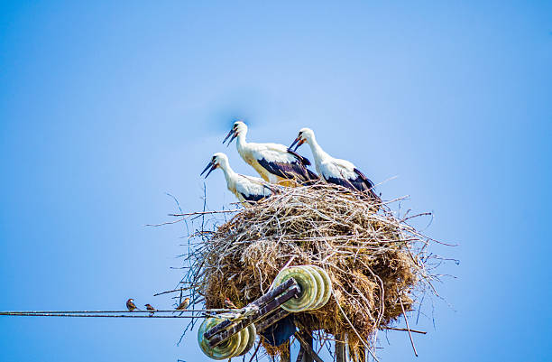 Four storks in a nest electric pole looking in one direction Bulgaria. storks family in nest looking in one direction against cloudy sky