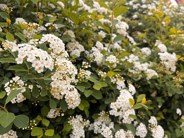 istock Asian Meadowsweet Spiraea Trilobata 2213082598