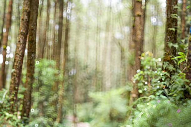 Blurred forest view with trees and lush green foliage in soft focus, highlighting nature’s tranquility, freshness, and peaceful natural beauty.