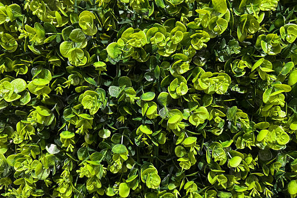 istock A dense cluster of vibrant artificial green leaves forms a lush and textured background with glossy surfaces 2213084792