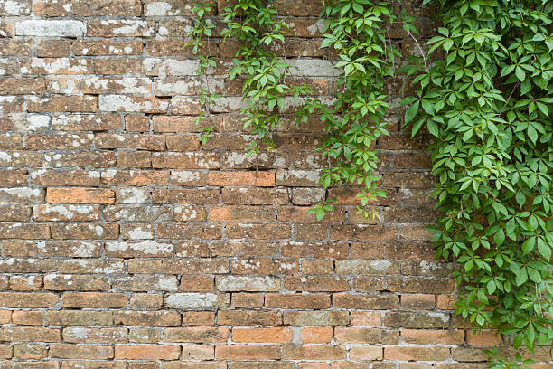 istock Old Brick Wall with Green Climbing Vines 2213084904