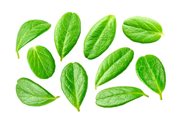 istock Set of cranberry leaves. 2213086095