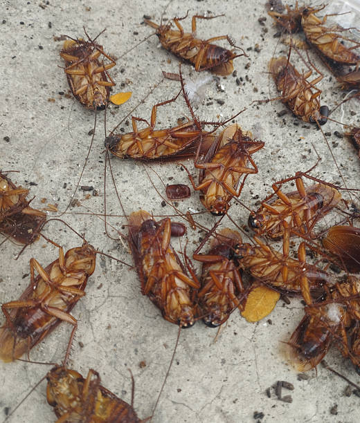 istock a bunch of dead cockroaches on the cement floor 2213086340