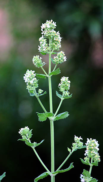 istock Flowering lemon balm (Melissa officinalis) flowers 2213086594