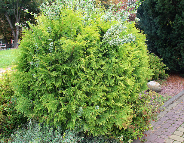 istock Thuja western (Thuja occidentalis) grows in nature 2213086827