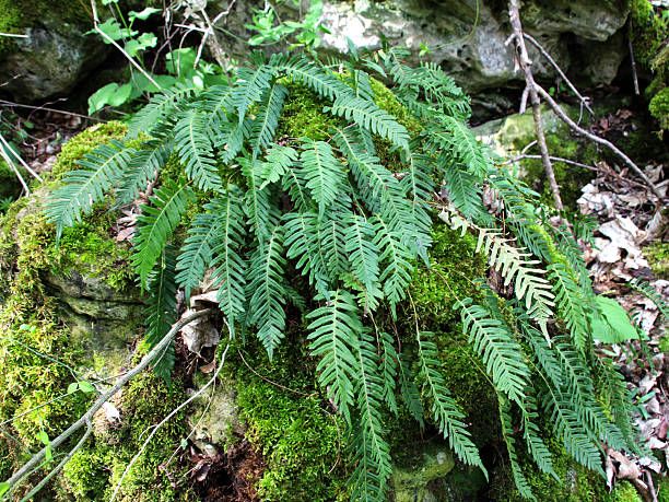 istock Fern Polypodium vulgare grows on a rock in the woods 2213086870