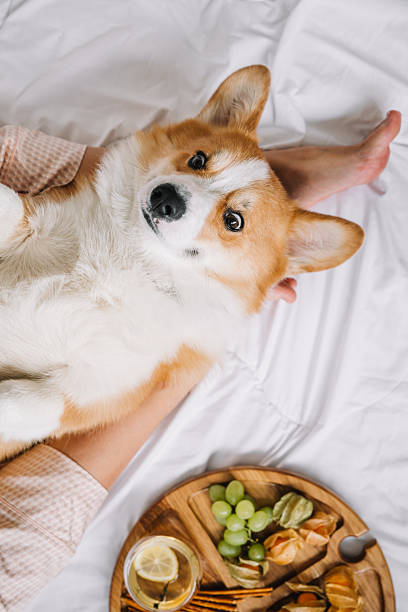 istock Corgi relaxing in a cozy home while enjoying snacks and a comfortable cuddle session 2213087124