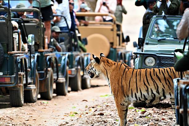 istock Tiger in an Indian jungle 2213088834