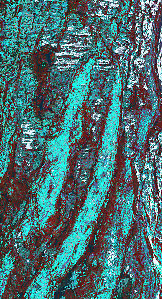 istock Coloring. Bark of an old cherry tree with ingrown young trunks 2213088980
