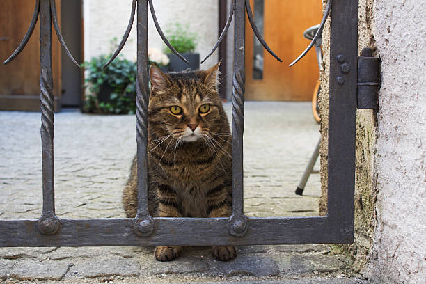 A striped tabby cat sits patiently near a decorative iron gate, watching intently as the warm sunlight casts playful shadows in a quaint courtyard adorned with greenery.