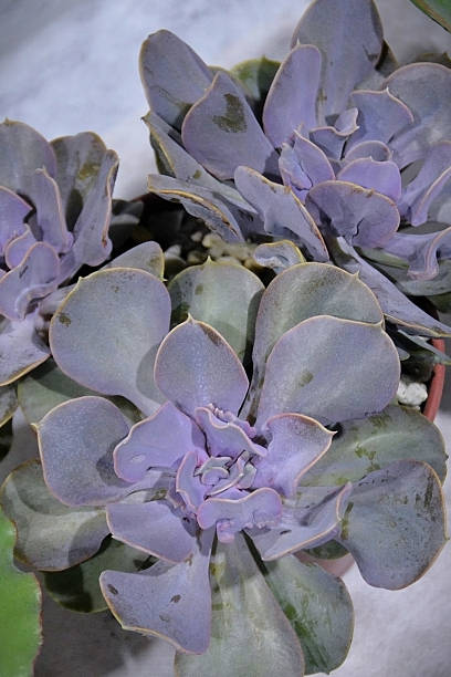 istock The succulent Echeveria Valkyrie Trumpet 2213092192