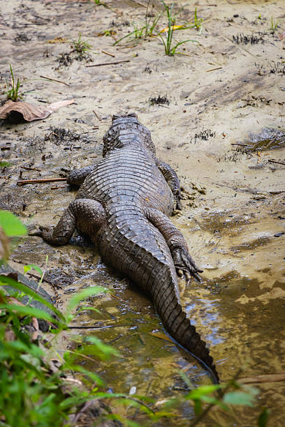 istock Alligator resting on the sands of a river beach in the Peruvian Amazon, Iquitos, Peru 2213095239