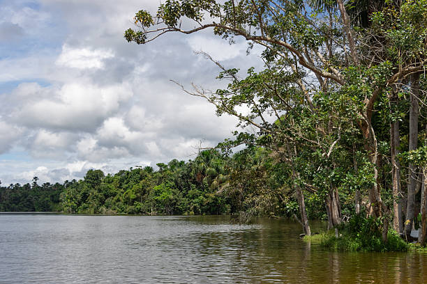 istock Riverbank or lake or cocha in the Amazon 2213095351