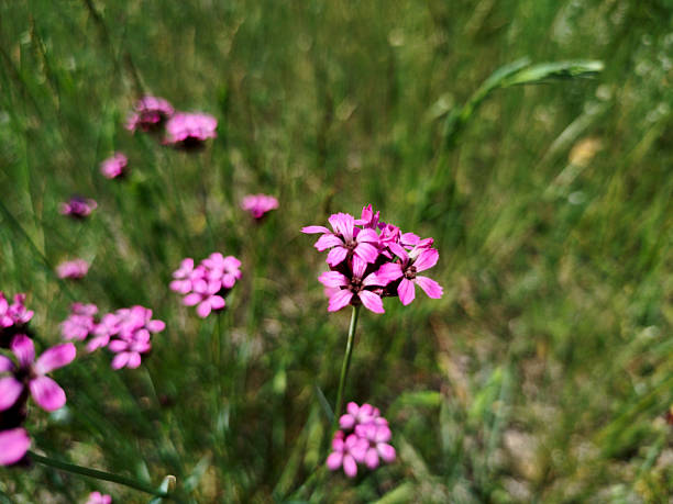 photo of tiny pink flower close up