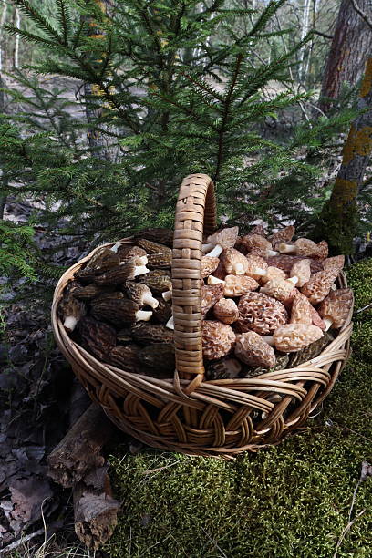 Beautiful basket with morels. Unusual basket with mushrooms on a green background. A full basket with delicious morels stands on green moss in a wild forest. Morel mushrooms grow in a spring forest. Morchella mushroom in the wild. Hunting and picking mushrooms in spring.