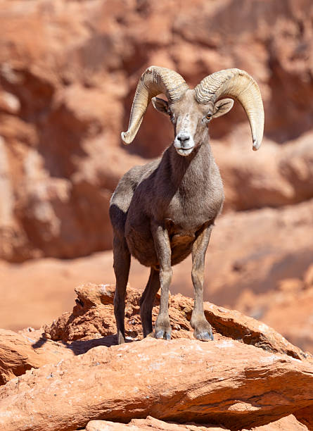 istock Desert Bighorn Sheep Ram in the Nevada Desert 2213101572