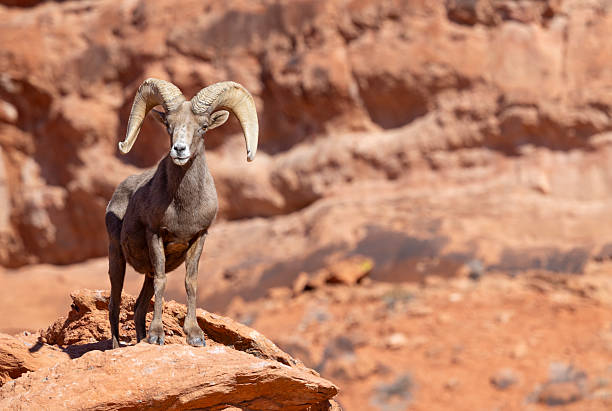 istock Desert Bighorn Sheep Ram in the Nevada Desert 2213101577