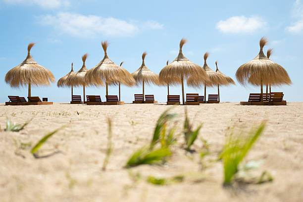 Several straw beach umbrellas and empty sunbeds stand on a sandy beach, creating a serene and inviting scene, perfect for relaxing and enjoying the summer sun