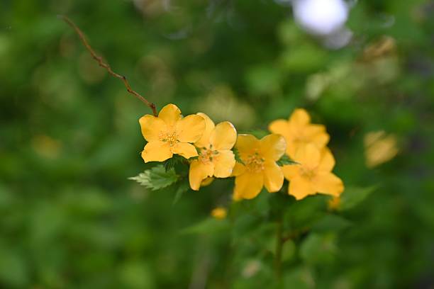 istock Japanese kerria (Kerria japonica) flowers. Rosaceae deciduous shrub. 2213102728