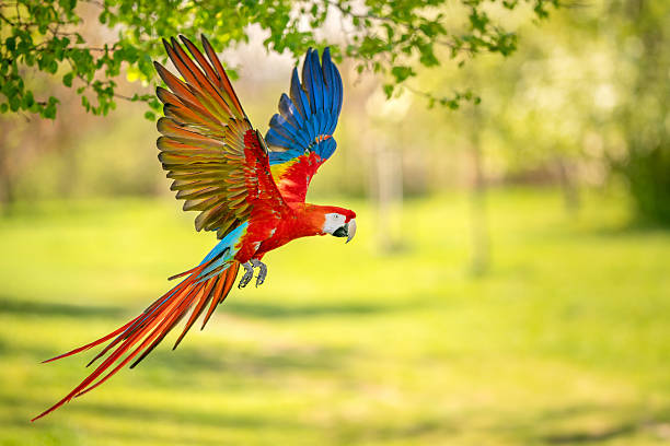 istock Brilliant Scarlet Macaw Flying Gracefully Over a Lush Green Forest Scene 2213102748