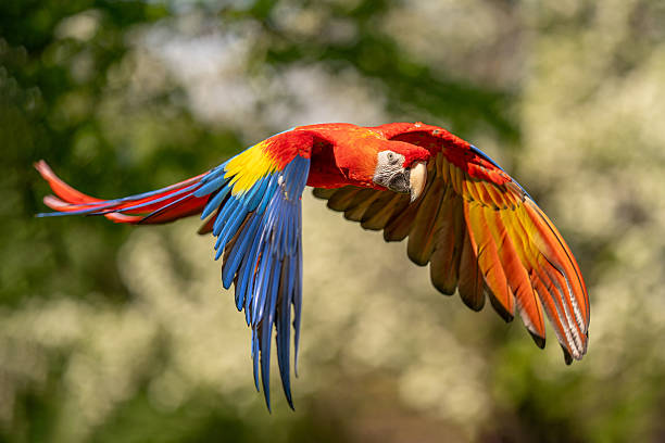 istock Scarlet Macaw in Vibrant Flight with Blurred Foliage Background 2213102784