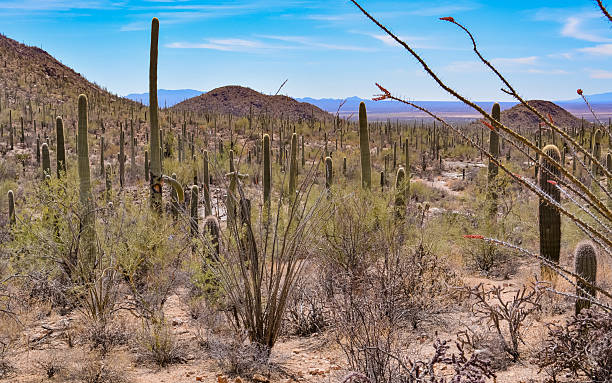 istock Timeless Beauty of Saguaro 2213106733