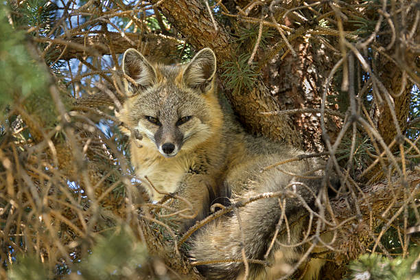 istock Wild gray foxes naps high up in spruce pine tree Colorado foothills 2213107046