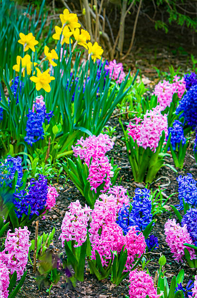 Colorful pink and blue hyacinth flowers are backed with yellow daffodils in a Massachusetts garden.